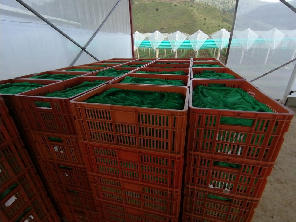 VENDO FINCA EN URRAO DE 63 HECTÁREAS DE VOCACIÓN AGRÍCOLA - 4