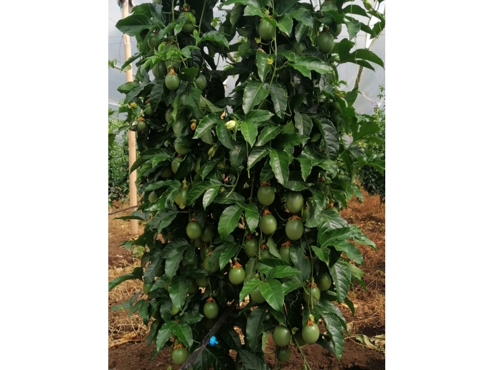 VENDO FINCA EN URRAO DE 63 HECTÁREAS DE VOCACIÓN AGRÍCOLA - 5
