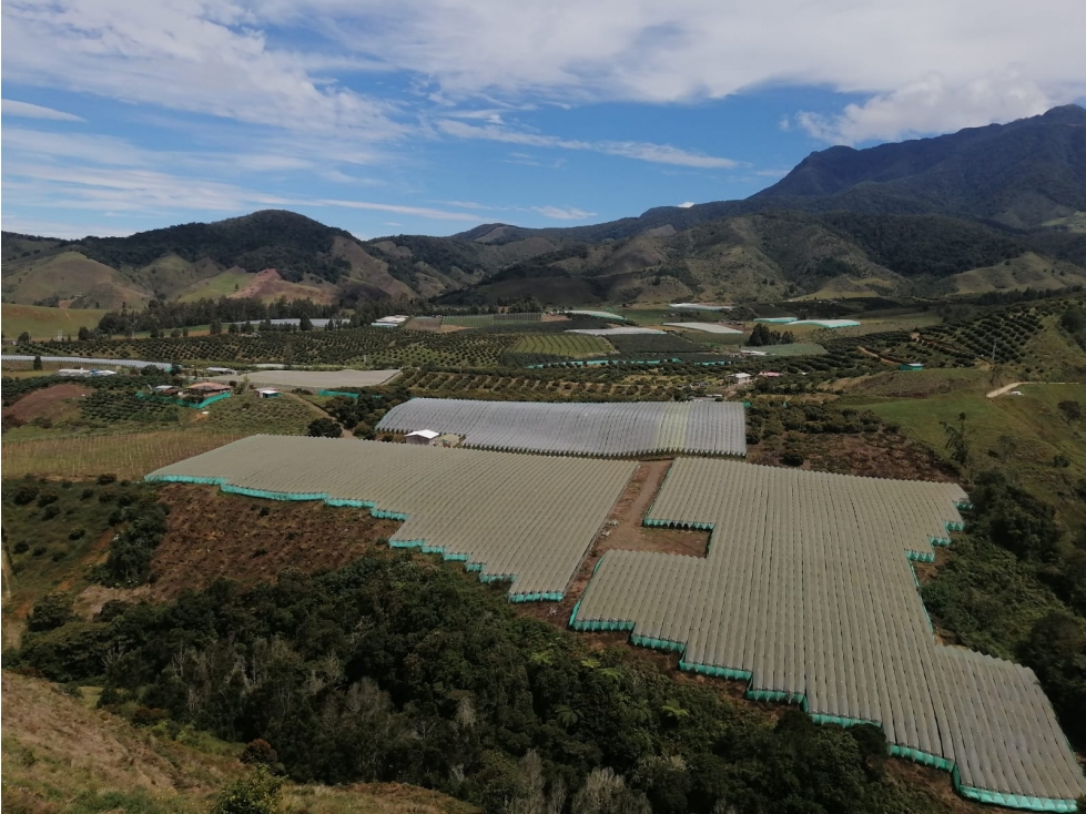 VENDO FINCA EN URRAO DE 63 HECTÁREAS DE VOCACIÓN AGRÍCOLA - 6