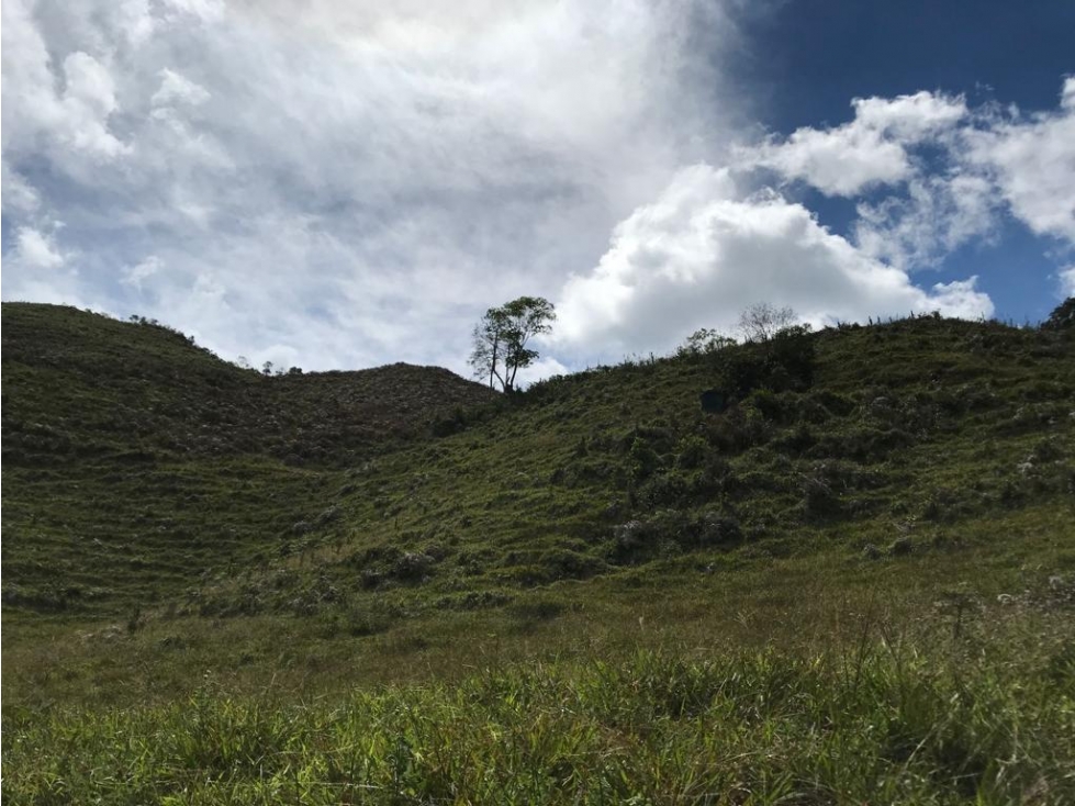 VENDO FINCA DE AGUACATE DE 44 HECTÁREAS EN URRAO VEREDA SAN CARLOS - 1