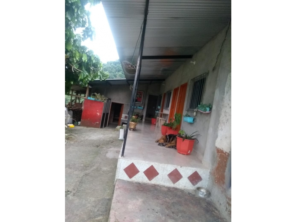 VENDO FINCA DE 18 A 20 HECTÁREAS PARA GANADO EN EL SALADO EN CARAMANTA - 4