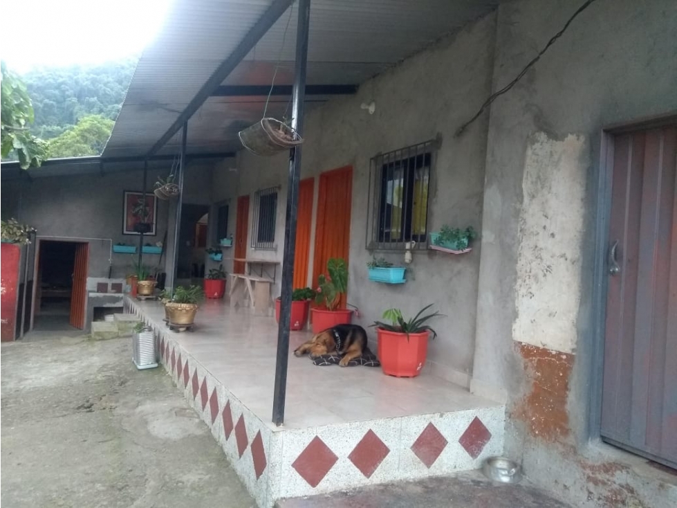 VENDO FINCA DE 18 A 20 HECTÁREAS PARA GANADO EN EL SALADO EN CARAMANTA - 5