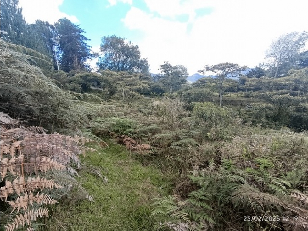 VENDO 3 LOTES C/UNO DE 10.000 m² EN LA PARCELACIÓN EL YARUMO LA CEJA — foto 5