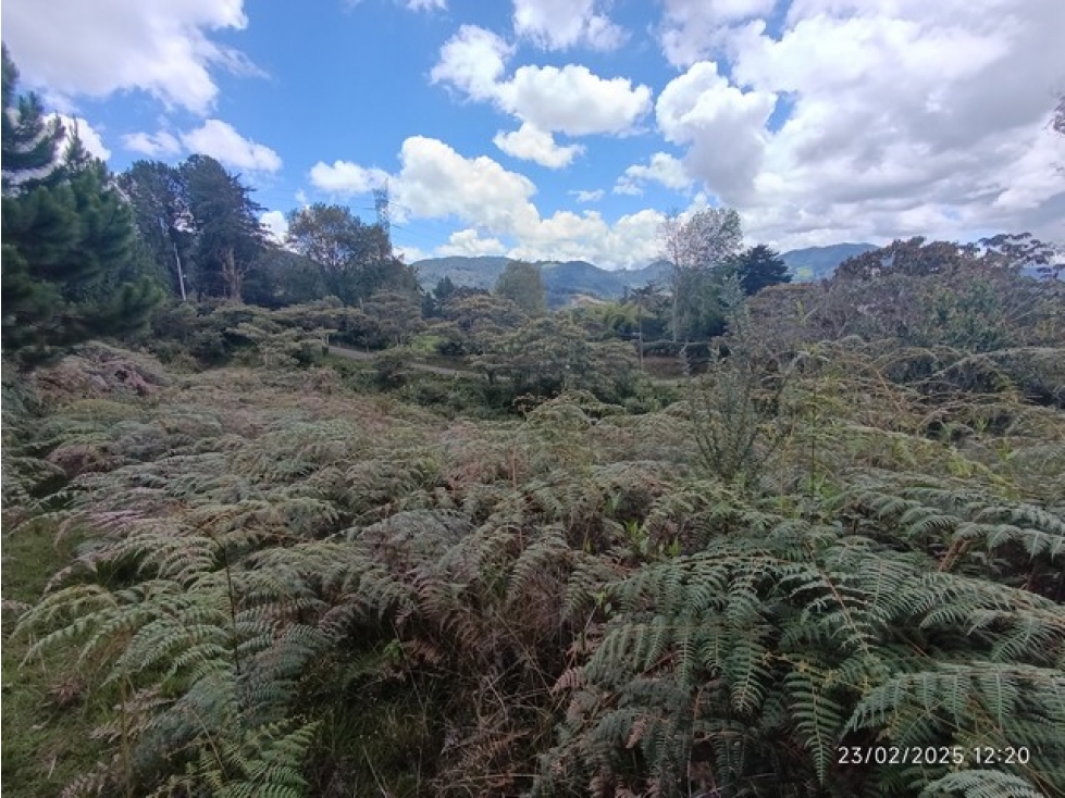 VENDO 3 LOTES C/UNO DE 10.000 m² EN LA PARCELACIÓN EL YARUMO LA CEJA — foto 6