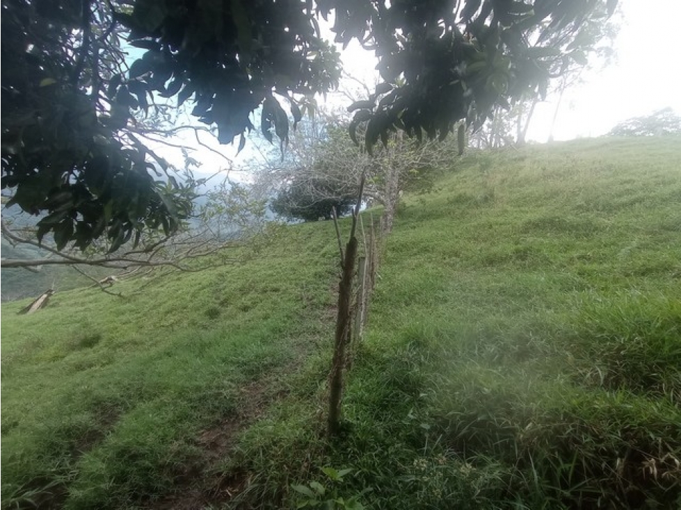 VENDO FINCA EN VENECIA DE 42 CUADRAS CON GRAN POTENCIAL PRODUCTIVO — foto 4