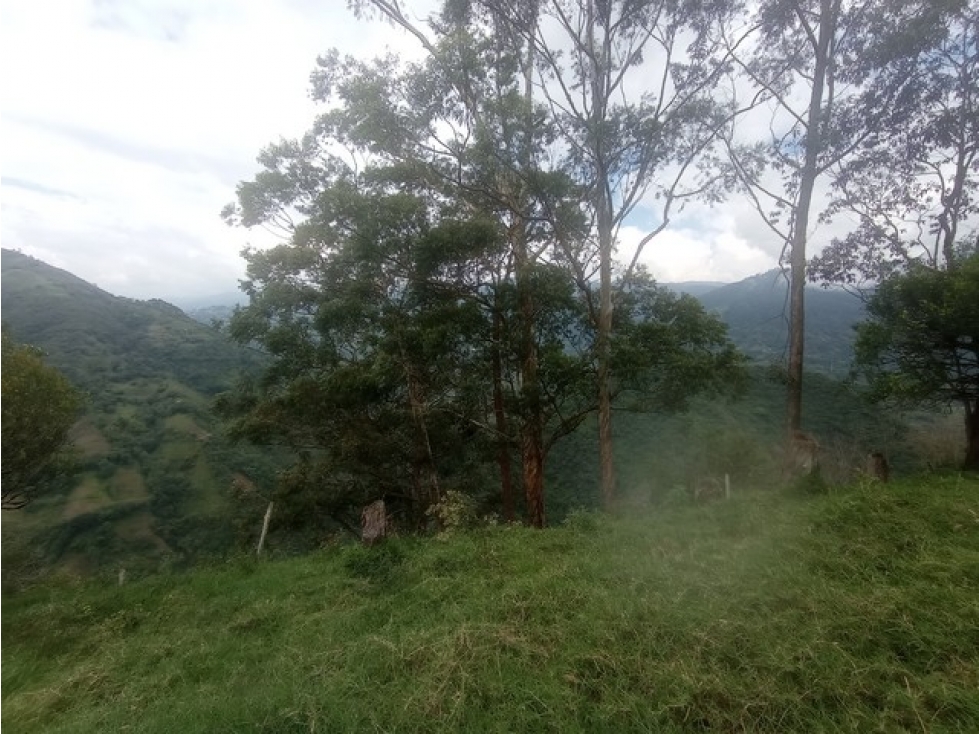 VENDO FINCA EN VENECIA DE 42 CUADRAS CON GRAN POTENCIAL PRODUCTIVO — foto 5