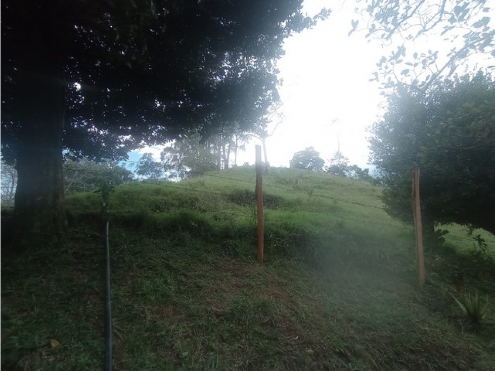 VENDO FINCA EN VENECIA DE 42 CUADRAS CON GRAN POTENCIAL PRODUCTIVO — foto 6