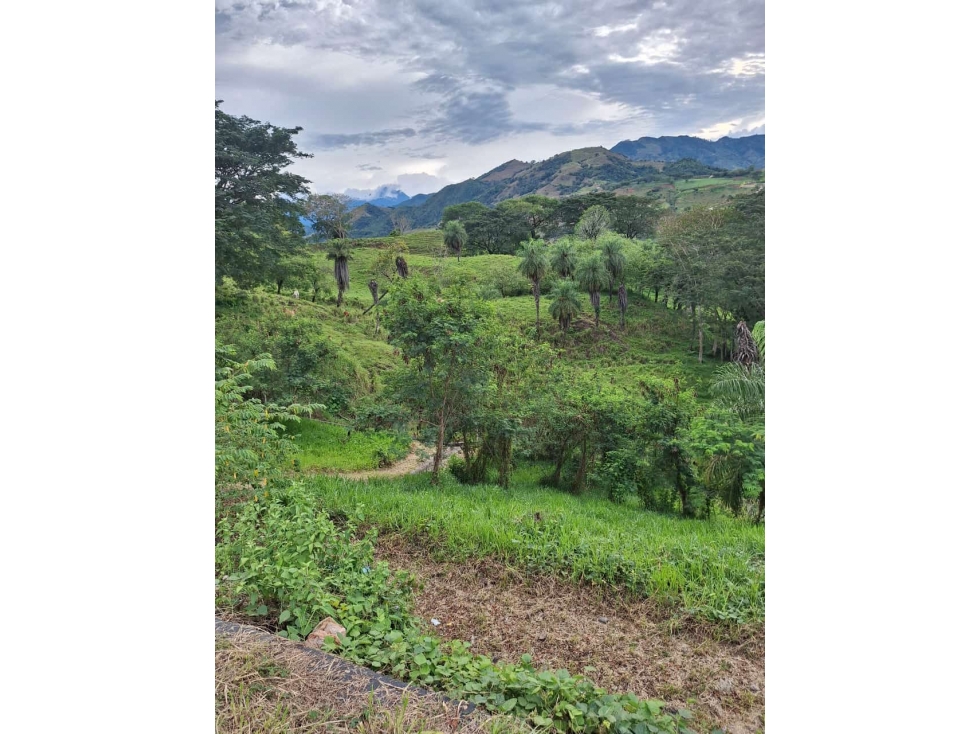 VENDO FINCA LOTE EN BOLOMBOLO VENECIA SUROESTE ANTIOQUEÑO 40 CUADRAS