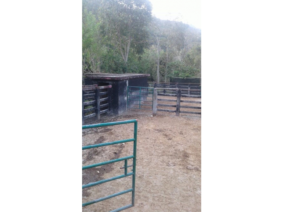 VENDO GIGANTE HACIENDA DE 1.308 CUADRAS CERCA A LA PINTADA SOBRE VÍA - 4