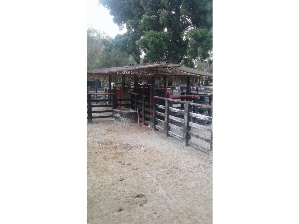 VENDO GIGANTE HACIENDA DE 1.308 CUADRAS CERCA A LA PINTADA SOBRE VÍA - 5
