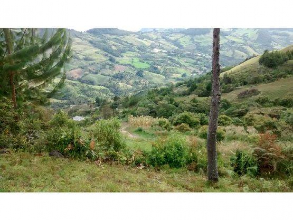 VENDO FINCA DE 14 Ha MULTIPROPÓSITO CON AGUACATE HASS EN SONSÓN - 2