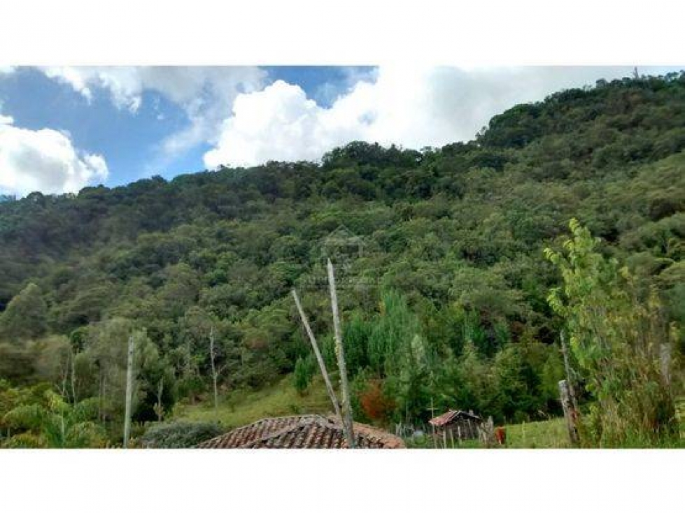 VENDO FINCA DE 14 Ha MULTIPROPÓSITO CON AGUACATE HASS EN SONSÓN - 4