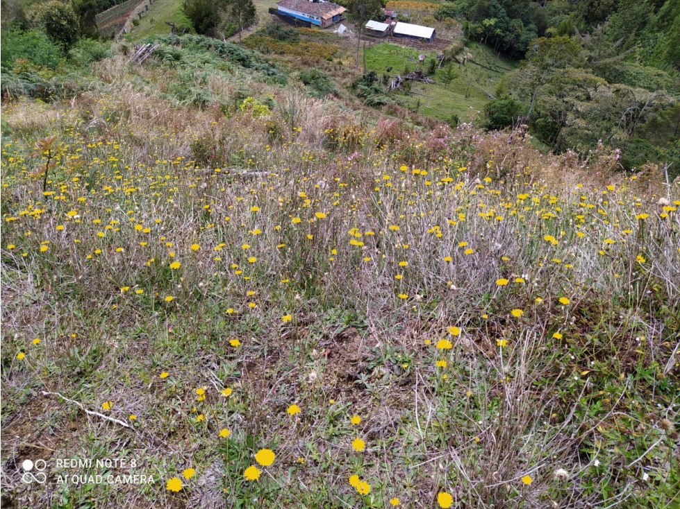 VENDO FINCA DE 14 Ha MULTIPROPÓSITO CON AGUACATE HASS EN SONSÓN - 5