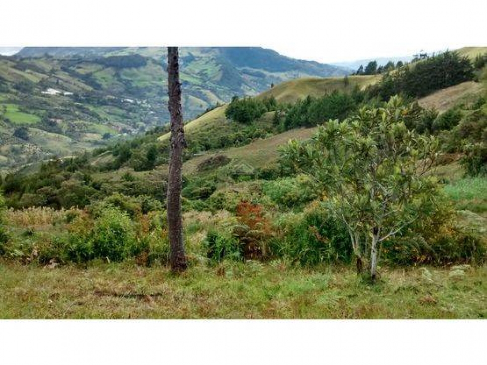 VENDO FINCA DE 14 Ha MULTIPROPÓSITO CON AGUACATE HASS EN SONSÓN - 6