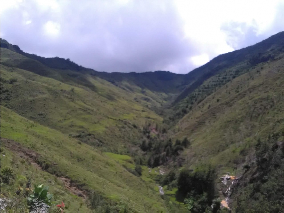 VENDO FINCA DE 540 CUADRAS EN URRAO CERTIFICADA PARA AGUACATE HASS - 2