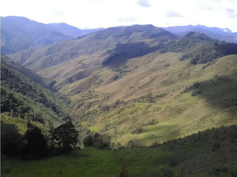 VENDO FINCA DE 540 CUADRAS EN URRAO CERTIFICADA PARA AGUACATE HASS - 5