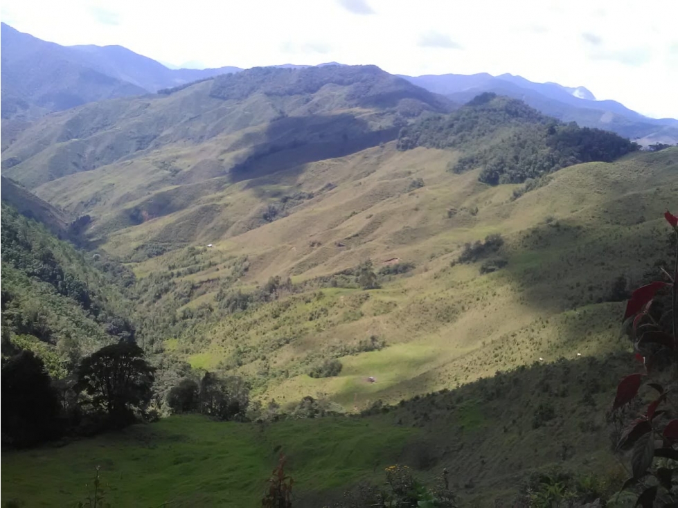 VENDO FINCA DE 540 CUADRAS EN URRAO CERTIFICADA PARA AGUACATE HASS - 6