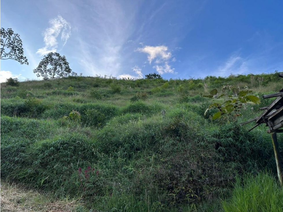 VENDO FINCA DE AGUACATE DE 44 HECTÁREAS EN URRAO VEREDA SAN CARLOS - 3