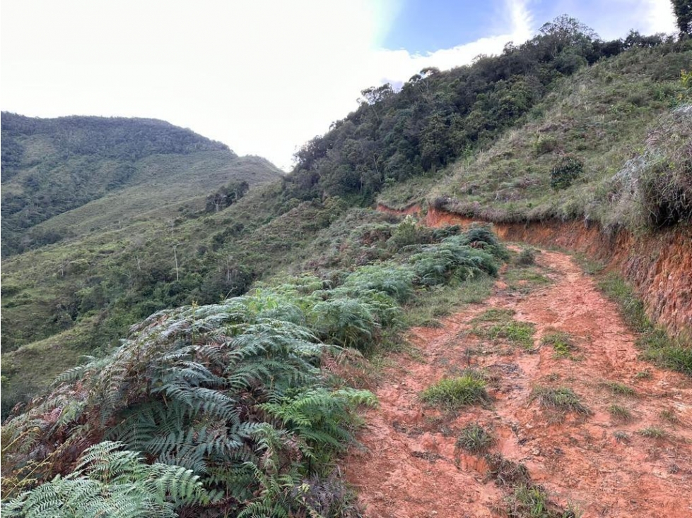 VENDO FINCA DE AGUACATE DE 44 HECTÁREAS EN URRAO VEREDA SAN CARLOS - 4