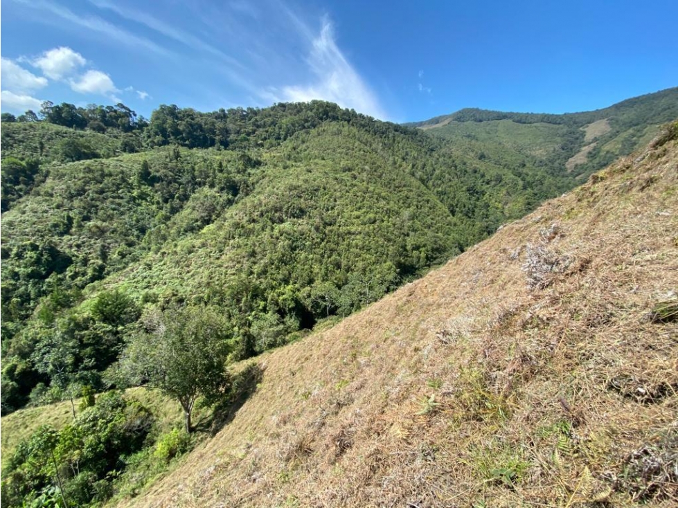 VENDO FINCA DE AGUACATE DE 44 HECTÁREAS EN URRAO VEREDA SAN CARLOS - 6