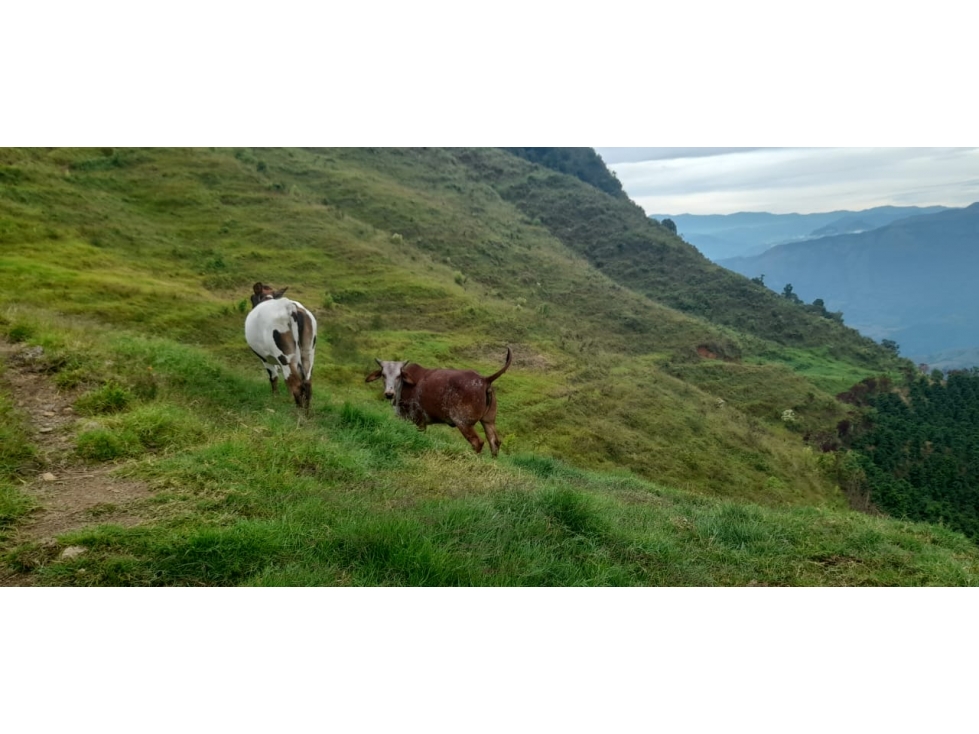 VENDO FINCA DE 50 CUADRAS PARA GANADERÍA Y CON CAFÉ EN CONCORDIA - 3