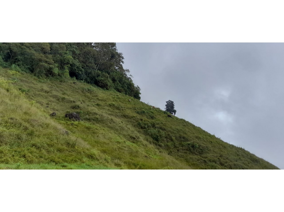 VENDO FINCA DE 50 CUADRAS PARA GANADERÍA Y CON CAFÉ EN CONCORDIA - 6