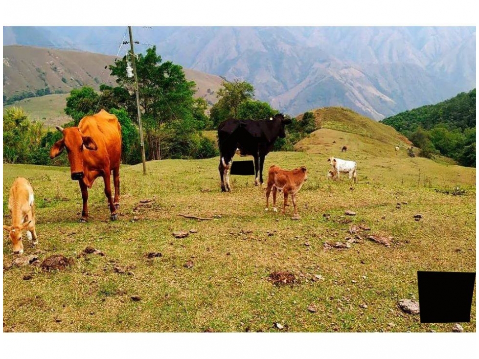 VENDO FINCA DE 400 HECTÁREAS PARA CULTIVOS Y GANADERÍA EN BETULIA - 6