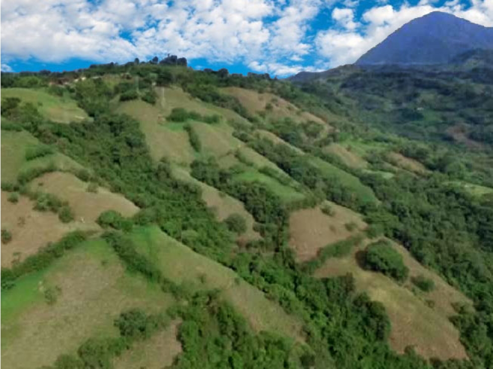 VENDO FINCA EN VENECIA DE 243 HA GANADERÍA Y CULTIVOS VISTA CERRO TUSA — foto 3