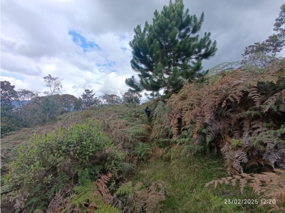 VENDO LOTE DE 10.000 m² EN PARCELACIÓN EL YARUMO EN LA CEJA ANTIOQUIA — foto 2