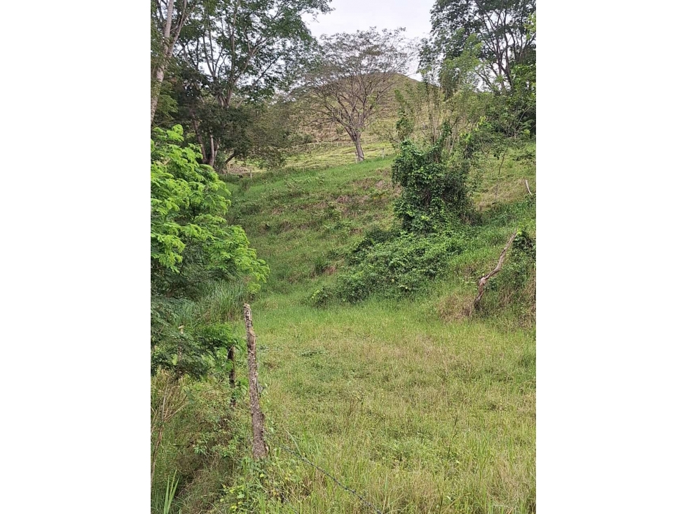 VENDO FINCA LOTE EN BOLOMBOLO VENECIA SUROESTE ANTIOQUEÑO 40 CUADRAS — foto 4