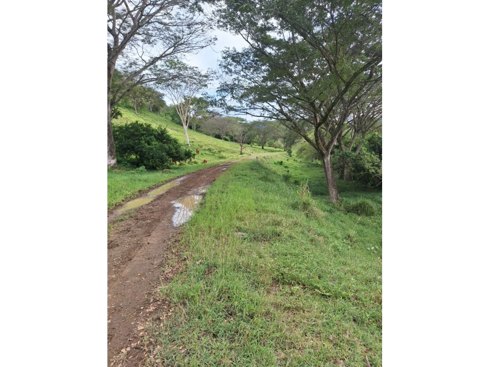 VENDO FINCA LOTE EN BOLOMBOLO VENECIA SUROESTE ANTIOQUEÑO 40 CUADRAS — foto 5
