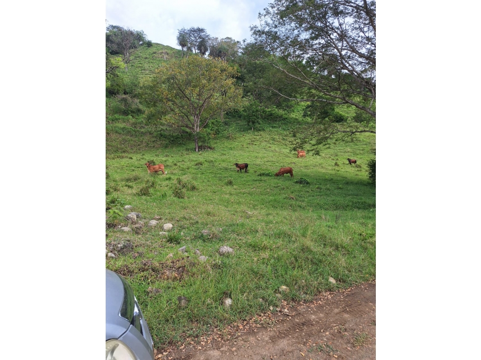 VENDO FINCA LOTE EN BOLOMBOLO VENECIA SUROESTE ANTIOQUEÑO 40 CUADRAS — foto 6