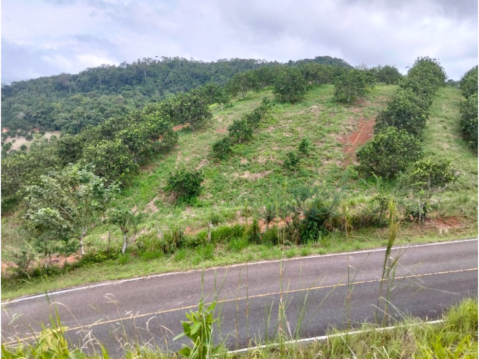 Venta de Terreno en Penonome - 4