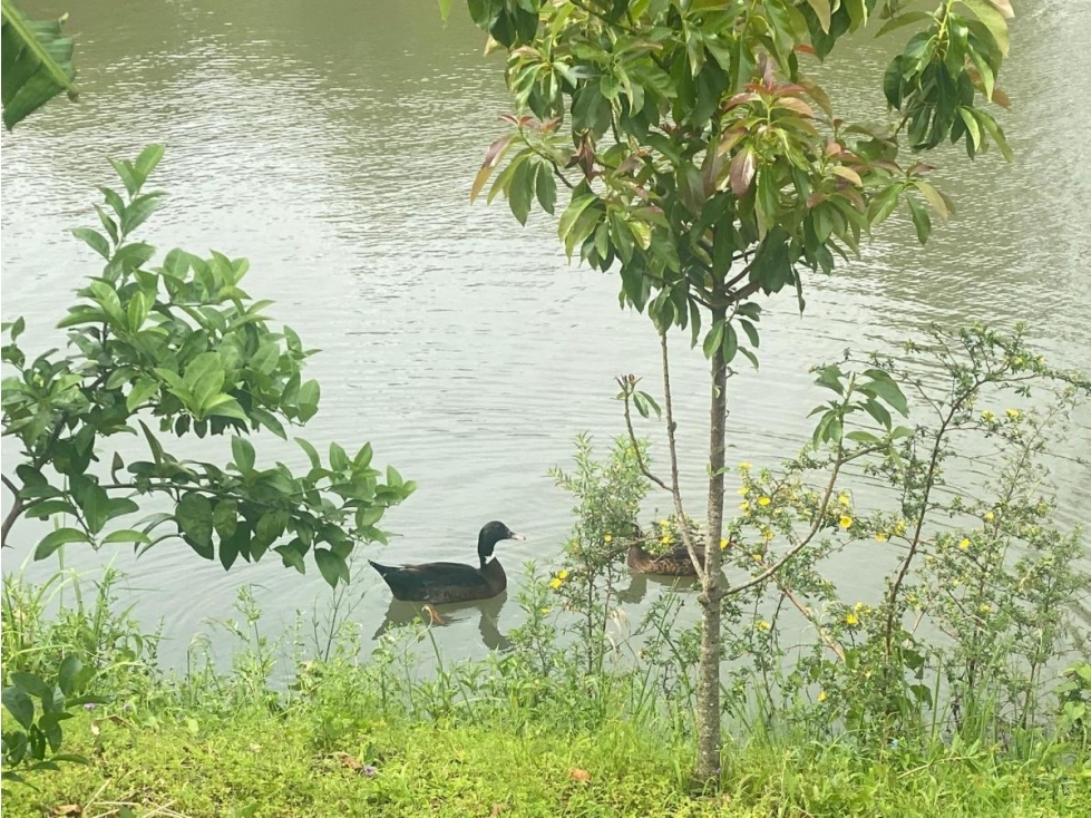 VENDO IMPRESIONANTE GRANJA PESQUE Y PAGUE EN POSADAS MNES — foto 6