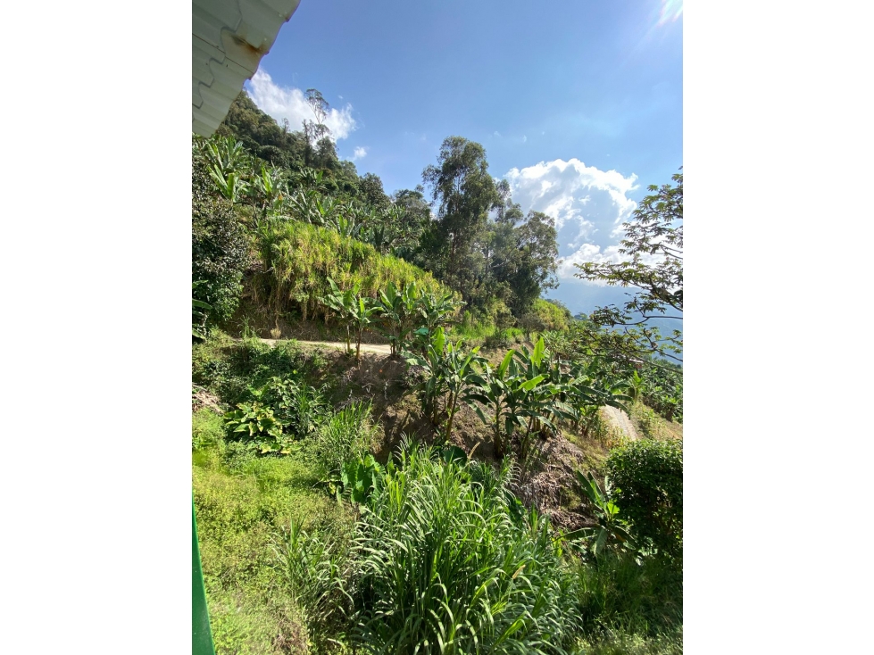 ¡En venta! Finca disponible en La Maria Combeima