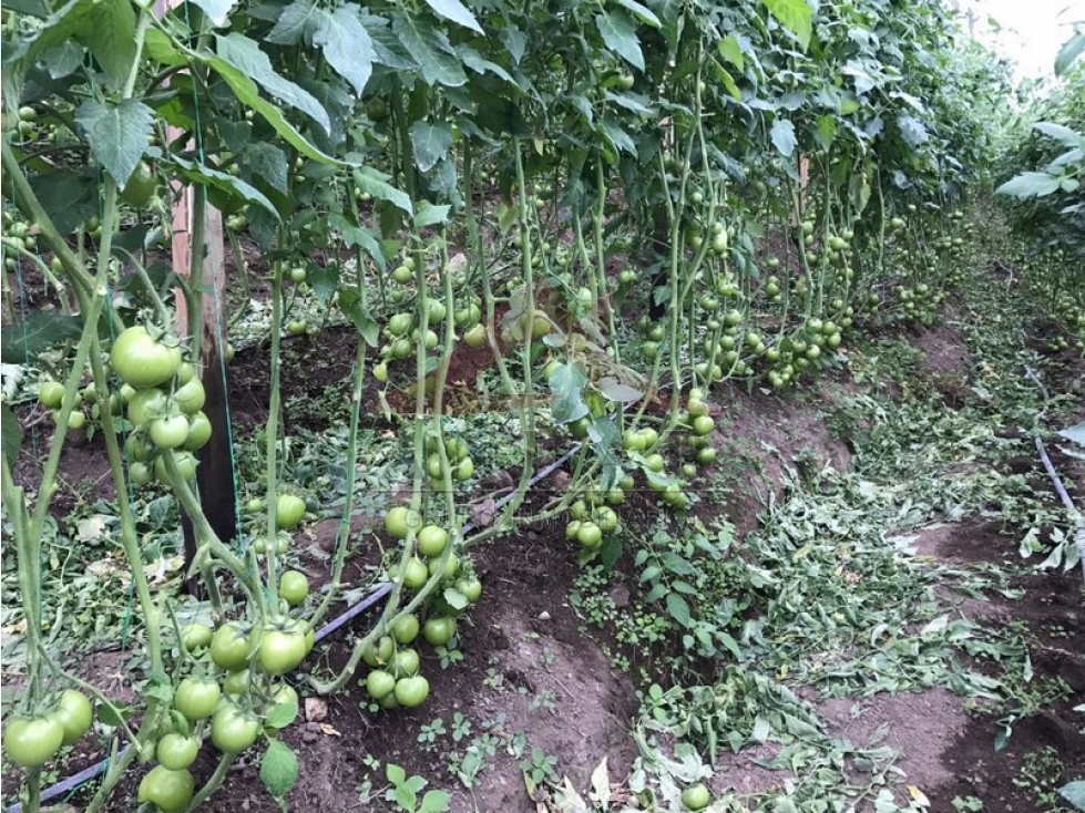 ¡En venta! Finca en Cajamarca - 1
