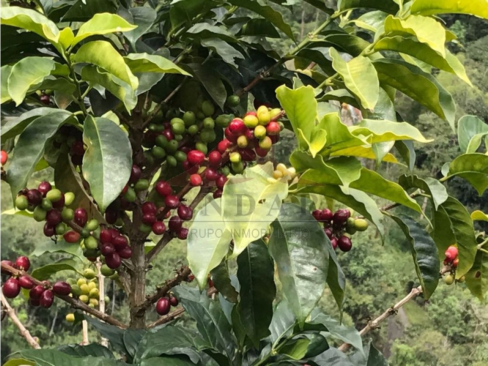 ¡En venta! Finca en Cajamarca - 2