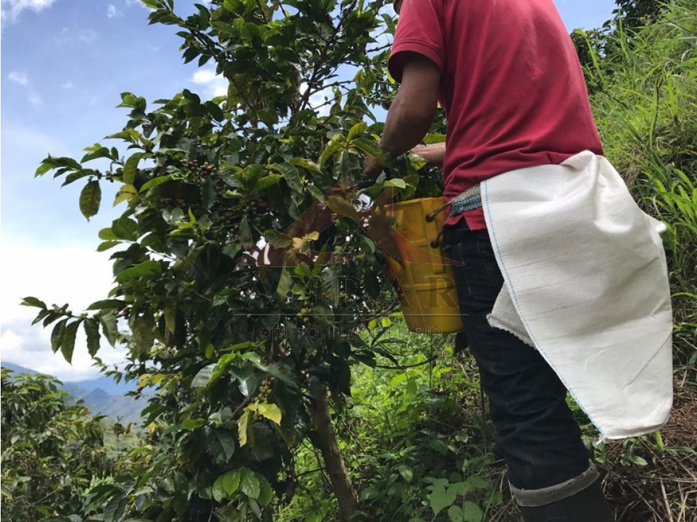 ¡En venta! Finca en Cajamarca - 5