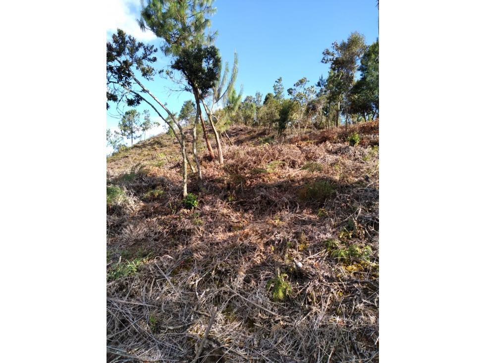 LOTE GUARNE VEREDA LA CLARITA — foto 5