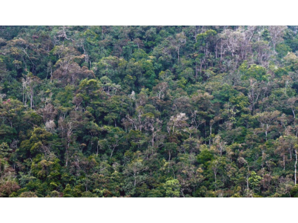 DAPA ALQUILA DAPA 1 FINCA CAMPESTRE DIC 2023 — foto 3