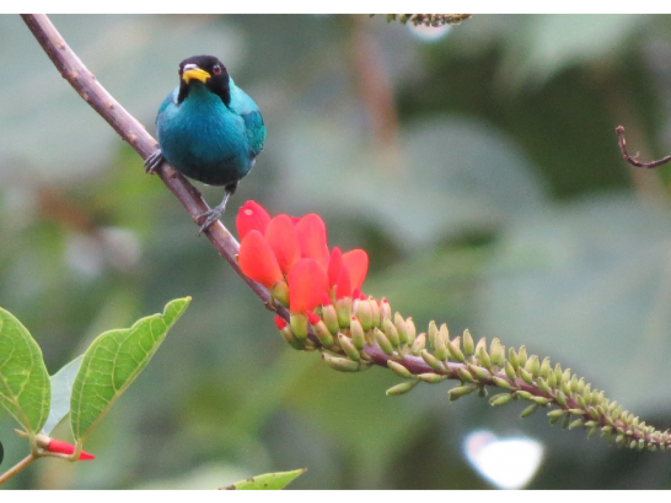 DAPA ALQUILA DAPA 1 FINCA CAMPESTRE DIC 2023 — foto 4