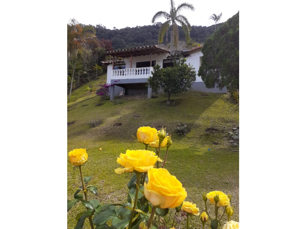 VENTA CASA CON LOTE EN FREDONIA ANTIOQUIA - 1