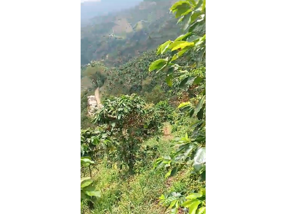 VENTA FINCA CAFETERA EN BETANIA, VEREDA TRAVESIAS — foto 2