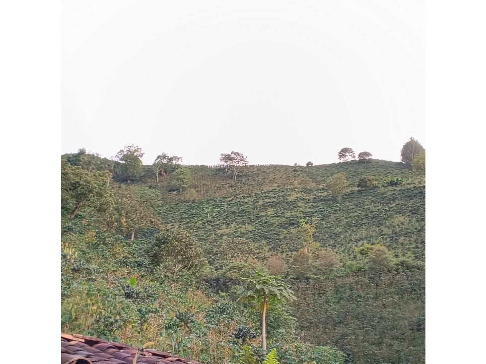 VENTA FINCA CAFETERA EN BETANIA, VEREDA TRAVESIAS — foto 5