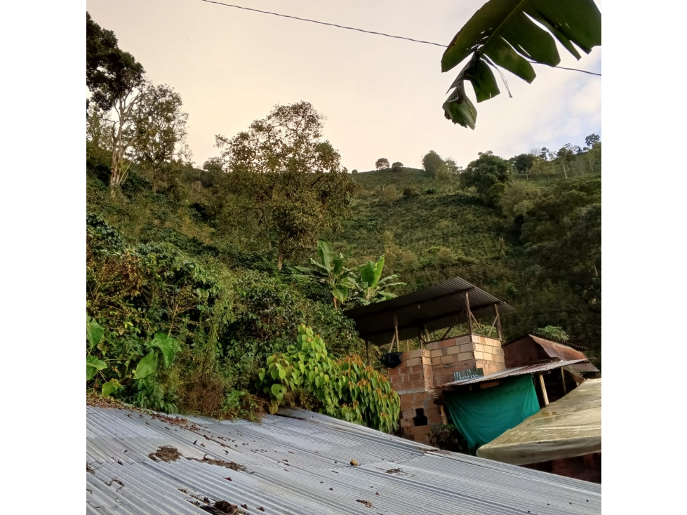 VENTA FINCA CAFETERA EN BETANIA, VEREDA TRAVESIAS — foto 3