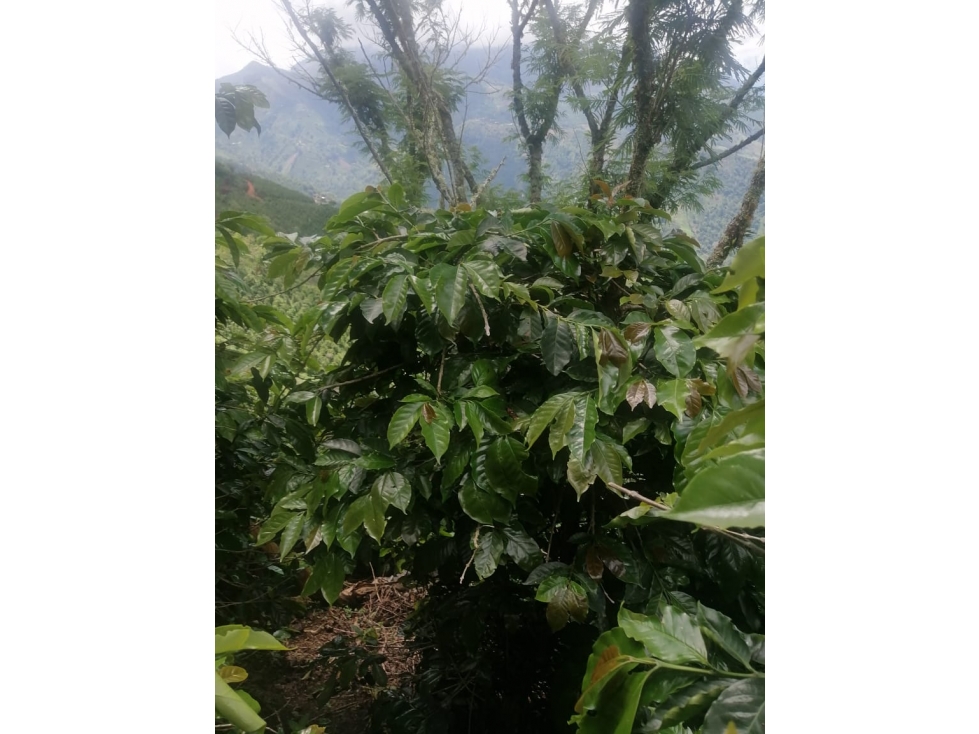 VENTA FINCA EN CONCORDIA, VEREDA BURGOS - 5