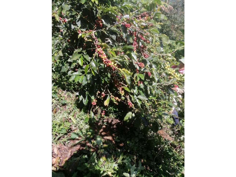 VENTA FINCA EN CONCORDIA, VEREDA BURGOS - 6