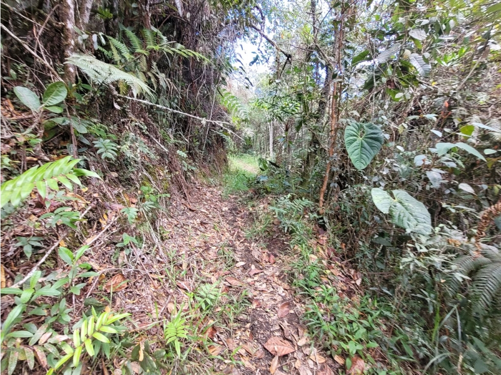 VENTA FINCA EN SAN VICENTE FERRER, ANTIOQUIA — foto 5