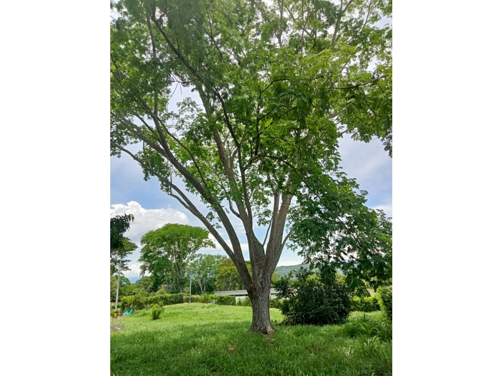 LOTE EN VENTA, COMPLETAMENTE PLANO, SOPETRAN, VEREDA EL RODEO — foto 2