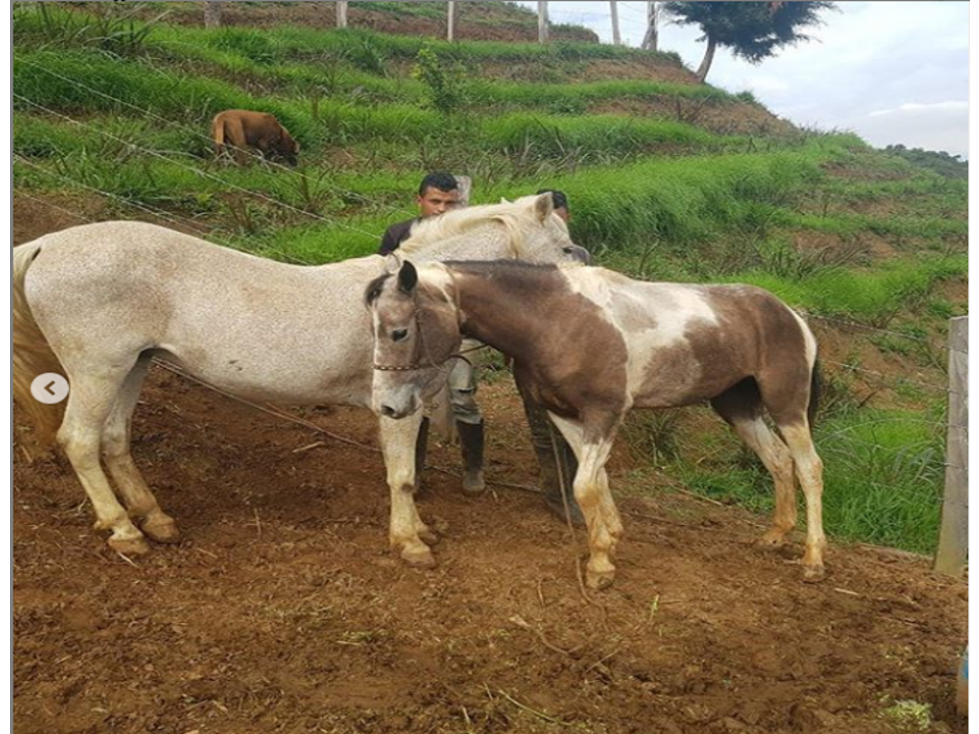 DAPA GRAN FINCA EN DAPA GANADO CABALLOS 32250 M2 US$ 970,000 DÓLARES